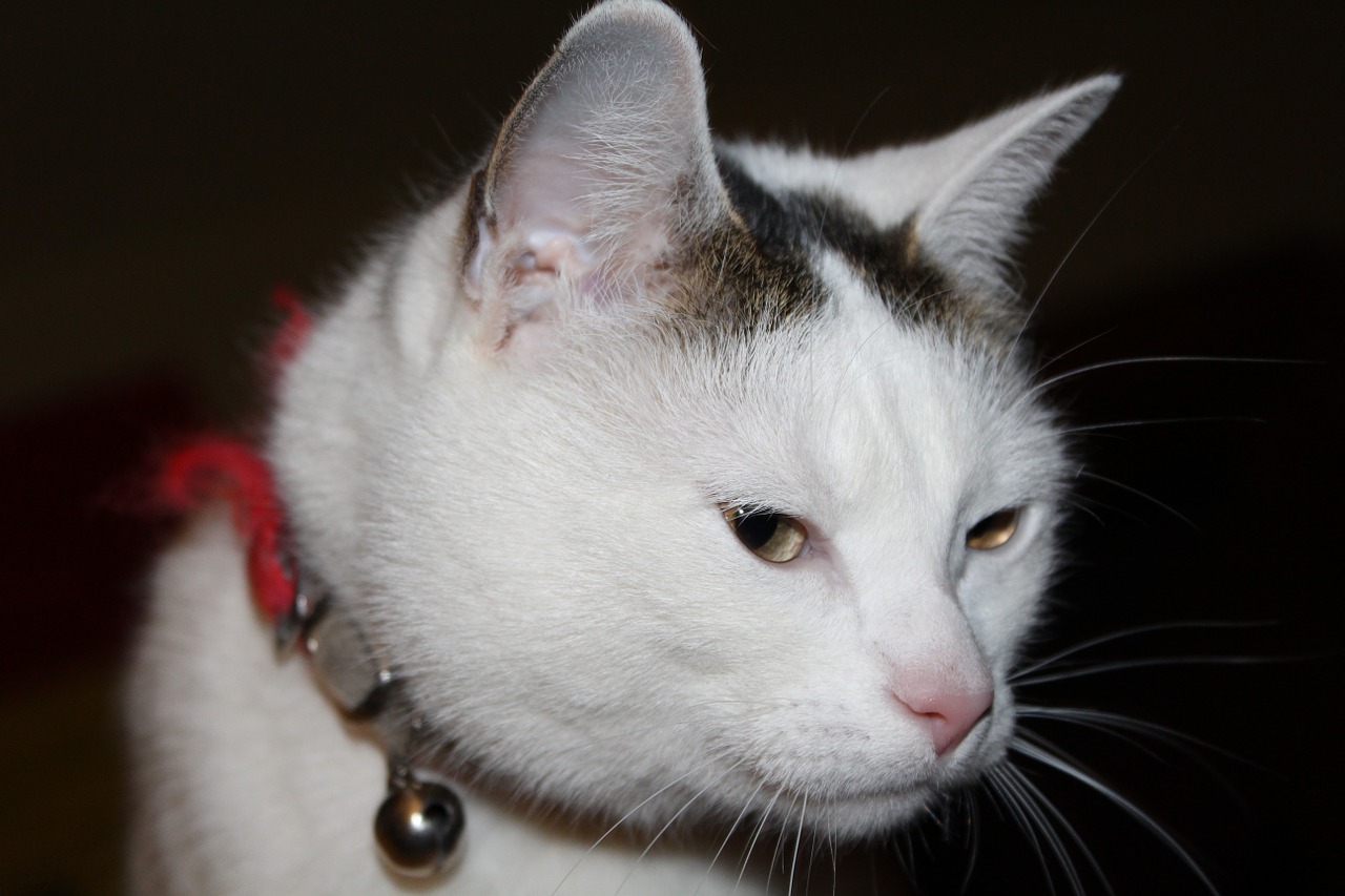 Amoxicillin macskáknak: adhatja a gyógyszert háziállatának?