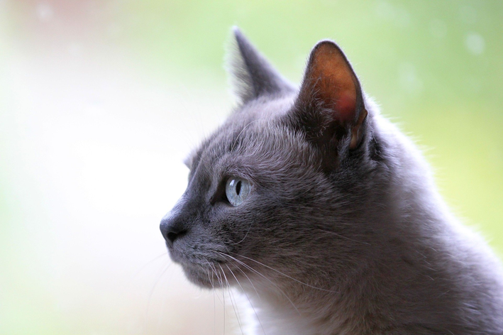 Sporotrichose bei Katzen: Lernen Sie, wie Sie Ihren Pelz schützen können