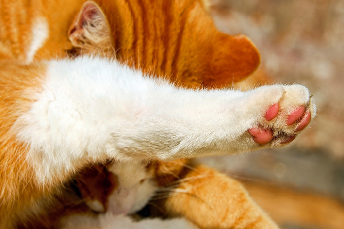 Kako znati je li mačka slomljena šapa? vidjeti znakove