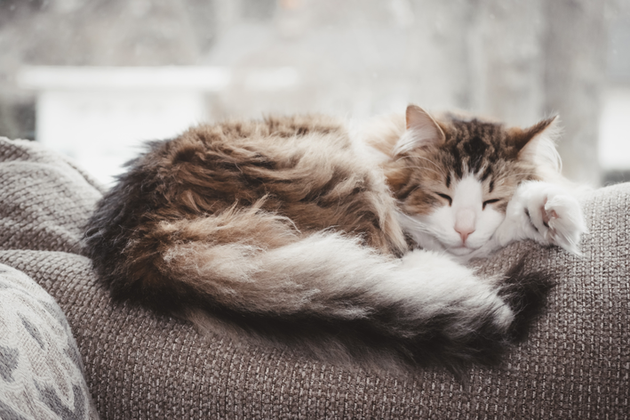 猫の被毛：種類とお手入れ方法を知ろう