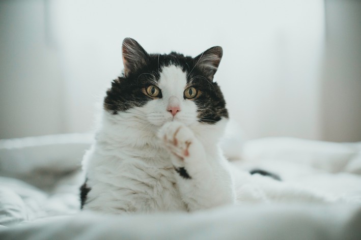 Pisici cu un șchiopătat: 12 cauze posibile și cum să ai grijă de animalul tău de companie