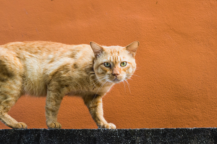 Նարնջագույն կատու. գիտեք այս հատկանիշով 6 ցեղատեսակի