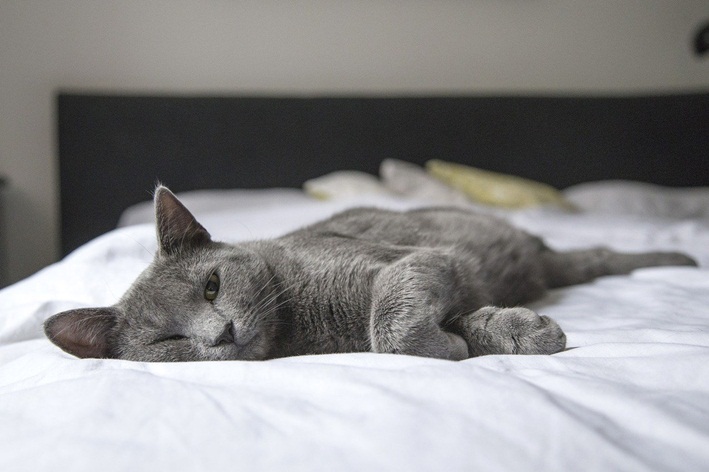 Oglejte si nasvete za imena sivih mačk za vašega hišnega ljubljenčka