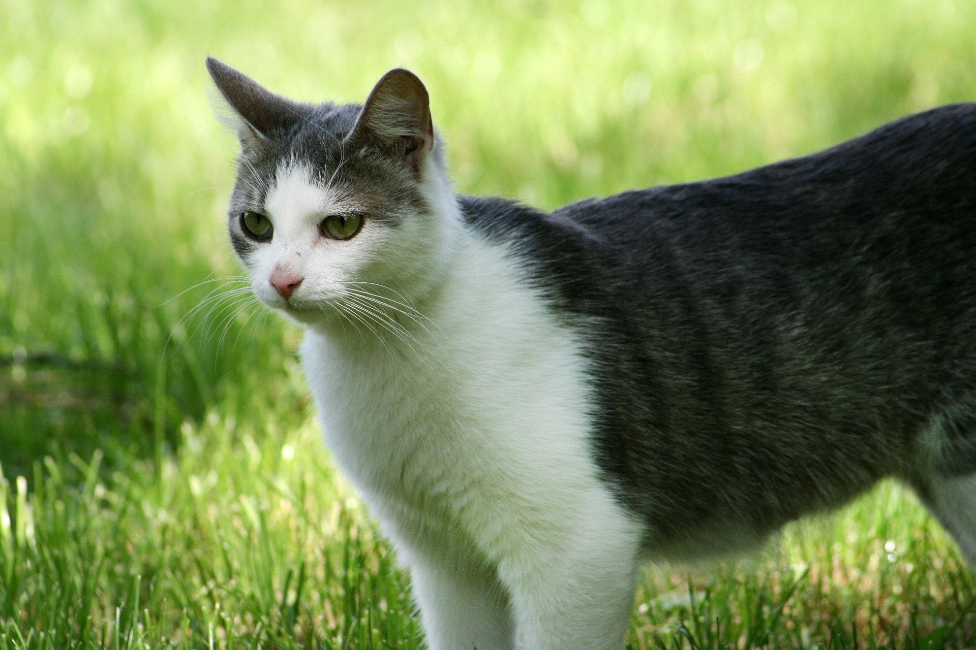 Viral kissat: tavata kaikki noin kissa ilman määritelty rotu