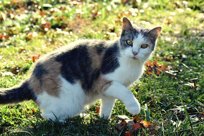 Kedi kusması: ana nedenleri ve ne yapılması gerektiğini bilin!