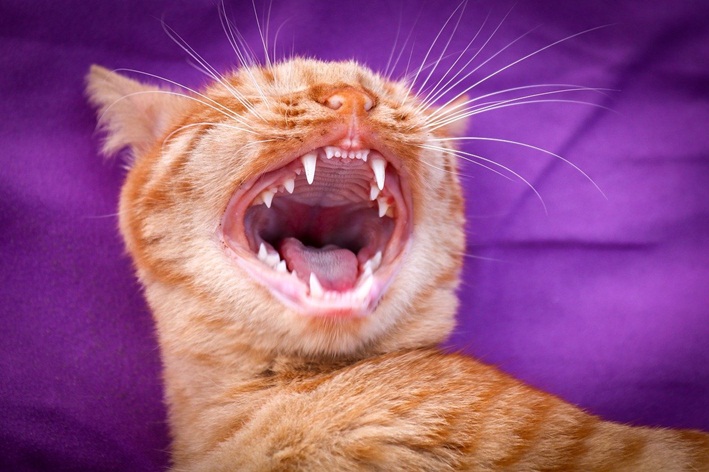 Fallen die Zähne der Katze aus? Sehen Sie, wie man das Katzengebiss pflegt