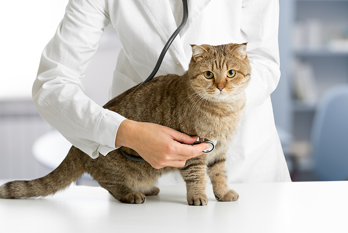 Nemoci koček: poznejte hlavní nemoci a jak jim předcházet
