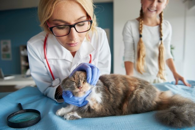 मांजरींमध्ये अशक्तपणा: रोग दर्शविणारी 4 चिन्हे