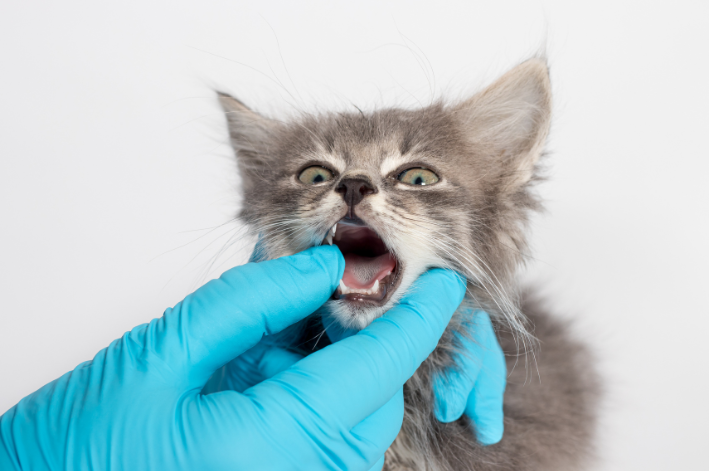 Stomatitis yn katten: wat it is, wichtichste symptomen en behanneling
