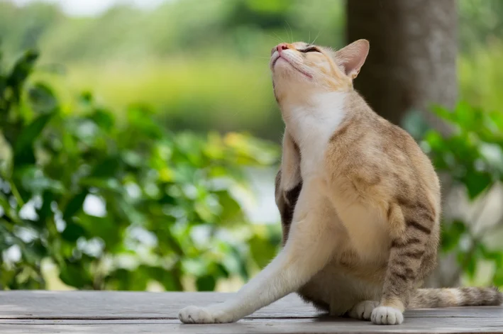 Dermatitis bei Katzen: Erfahren Sie, wie Sie diese Krankheit vermeiden können!