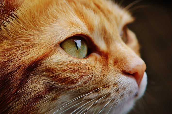 Мачкино око: љубопитност и грижа за видот на мачките