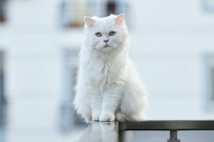 고양이의 Myiasis : 관리 및 예방 방법