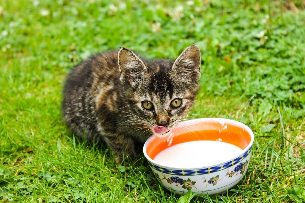 क्या बिल्लियाँ दूध पी सकती हैं? तुरंत पता लगाओ!