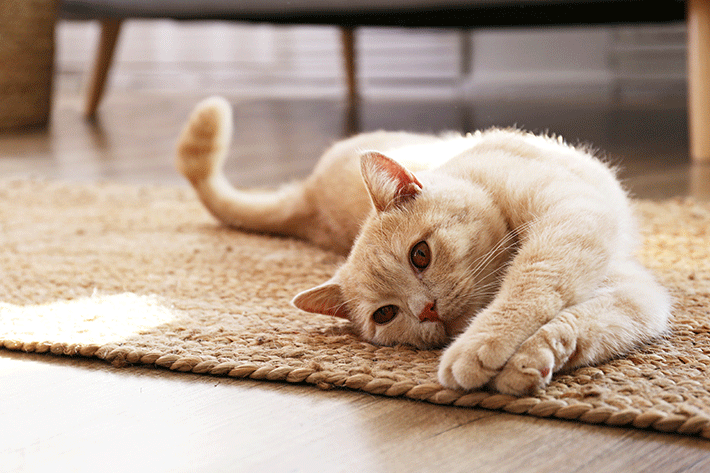 Mačje mrmranje: odkrijte, zakaj mačke proizvajajo ta zvok