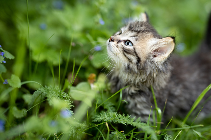 बिल्लियों के लिए पॉपकॉर्न मकई: जानिए फायदे