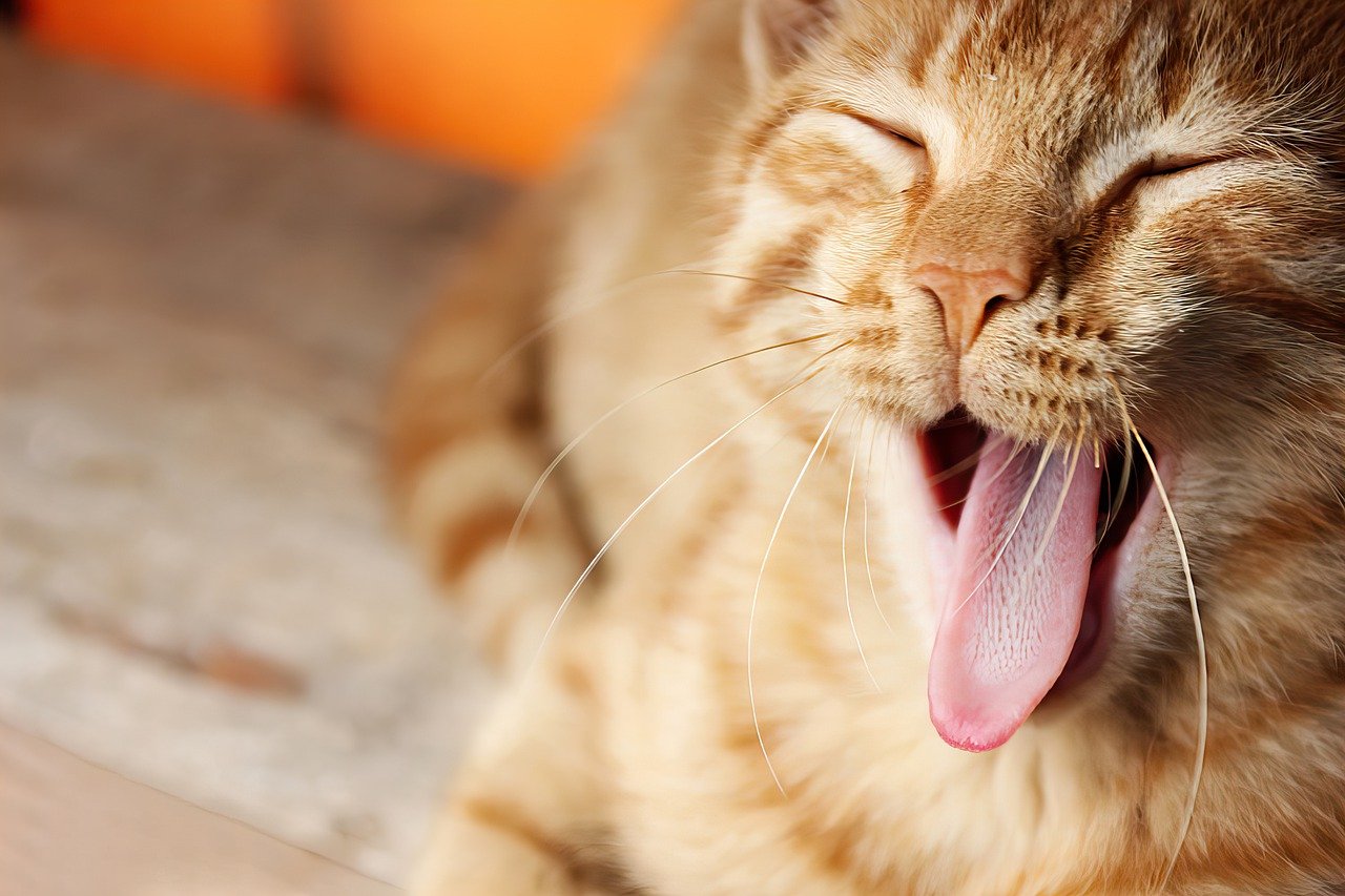 猫喘息：その病態と治療法