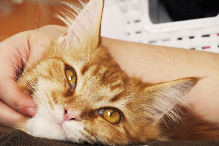 बिल्ली को राइनाइटिस है? बिल्लियों में राइनाइटिस के बारे में आपको जो कुछ जानने की ज़रूरत है