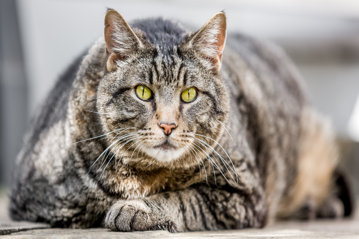 लठ्ठ मांजर: आपल्या लठ्ठ मांजरीला निरोगी वजन कमी करण्यास मदत करा