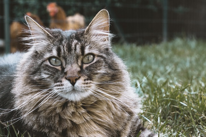 シベリア猫：ロシアの公認ネコ科動物