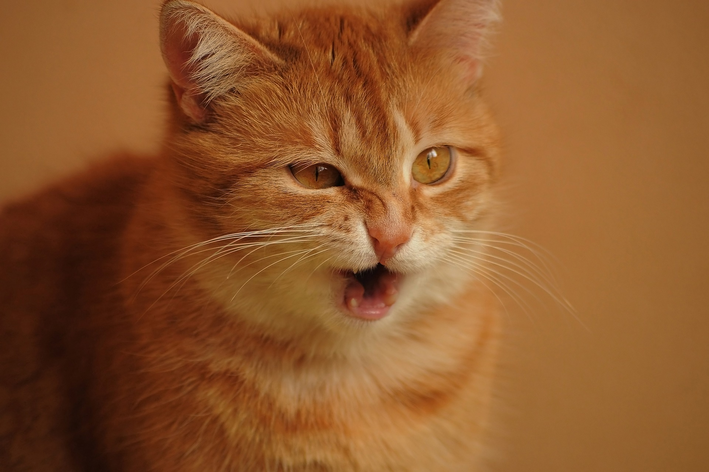 Estornudos del gato: Posibles causas y cómo solucionarlas