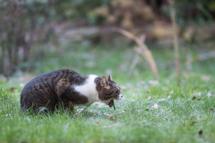 Kucing muntah transparan: pahami apa artinya