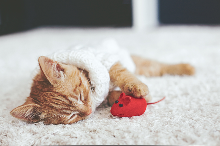 10 mainan terbaik untuk kucing