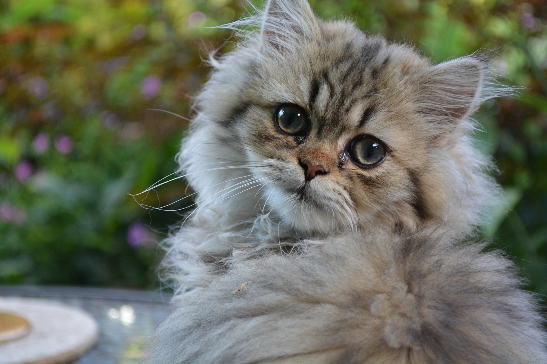 Die schönste Katze der Welt: Sehen Sie sich diese Liste an!