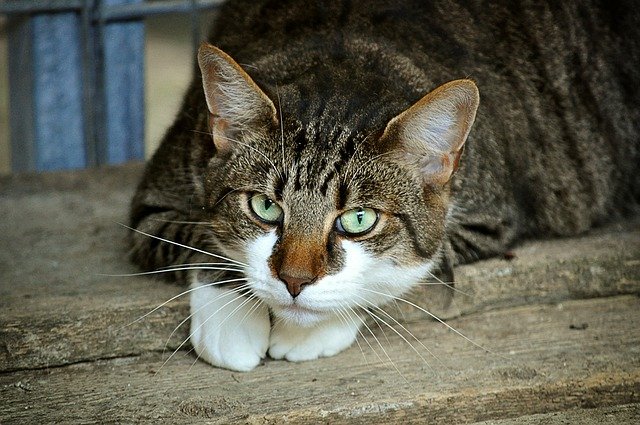 Феромони за мачки: што се тие и како да ги користат