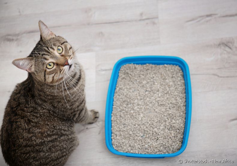ทรายแมวหนึ่งถุงอยู่ได้นานแค่ไหน? ค้นหามัน!