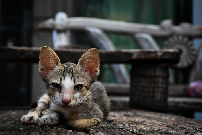 Unterernährte Katzen: Erfahren Sie, wie Sie helfen können