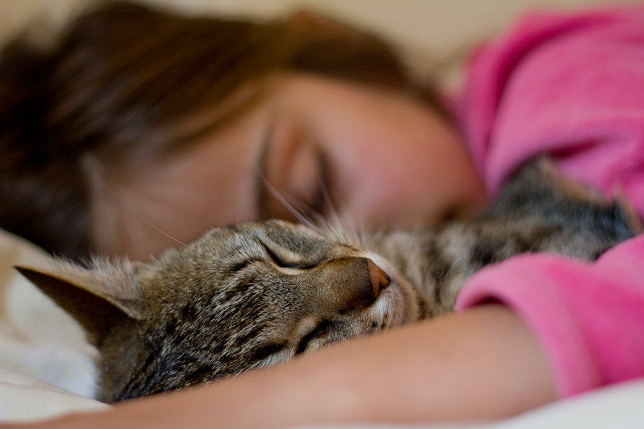 Ką reiškia sapnuoti katę?