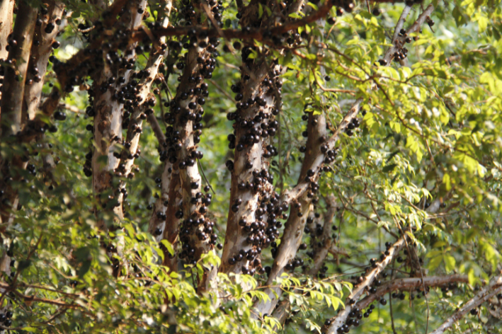 Дърво Jabuticaba: как да се засади, грижи и ползи
