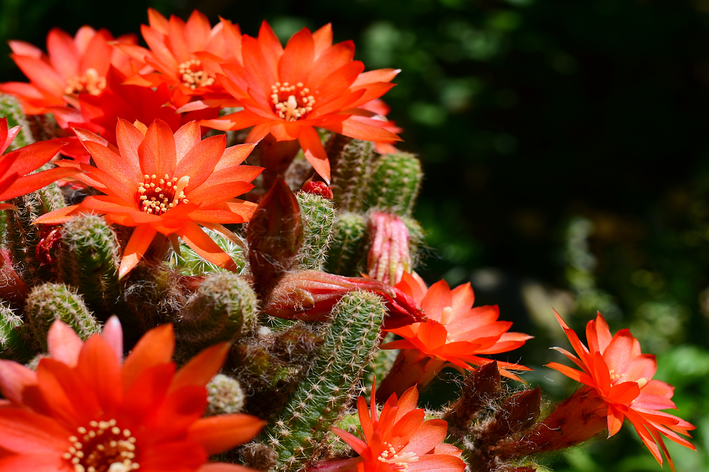Saznajte više o kaktusu od kikirikija