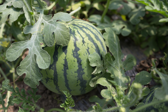 Opdag, hvordan du dyrker vandmelon i din krukke eller baghave