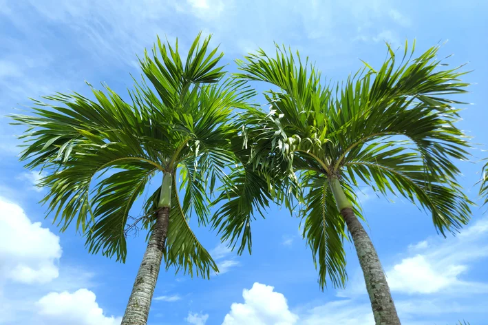 Palmeira Veitchia: 조경사가 가장 좋아하는 식물 발견