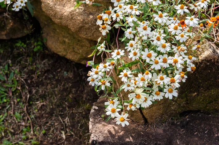 ودلیا: همه چیز را در مورد گل مروارید ساحلی روستایی بیاموزید