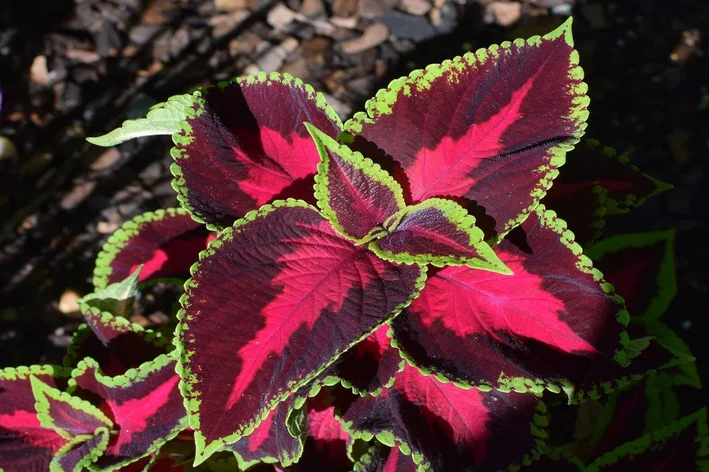 Coleus-Pflanze: Entdecken Sie, wie man diese schöne und empfindliche Pflanze anbaut