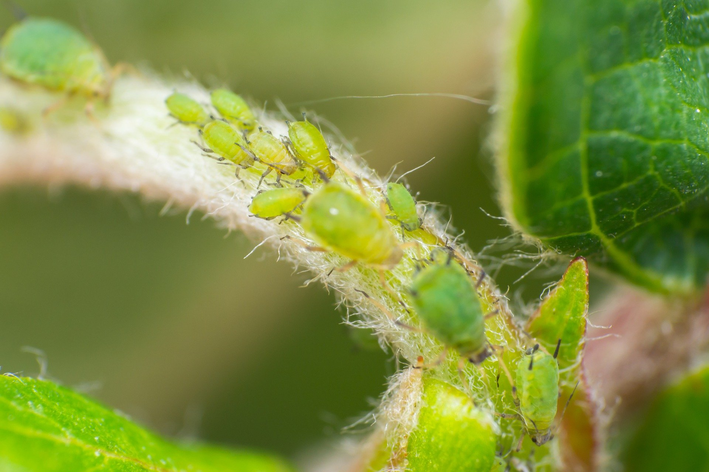 5 wskazówek dotyczących zwalczania mszyc na roślinach