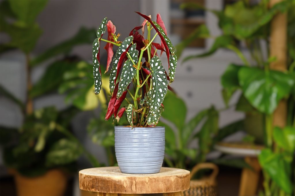 Begonia Maculata: conozca todo sobre la flor de moda