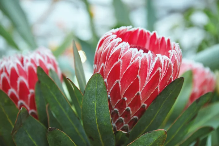 Protea: học cách trồng nó trong khu vườn của bạn