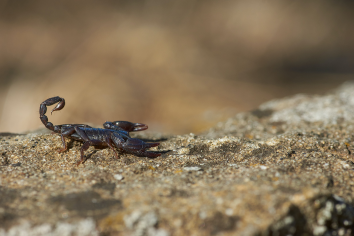 Skorpionimürk: kuidas kasutada ja hoida oma lemmiklooma ohutult?