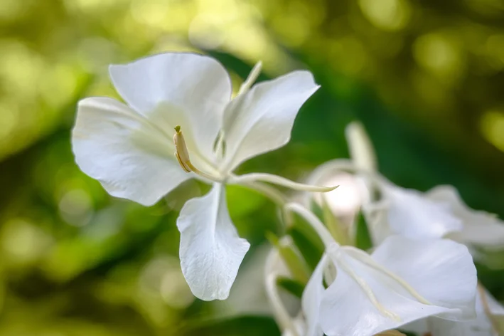 Sumpflilie: Erfahren Sie alles über diese exotische Pflanze
