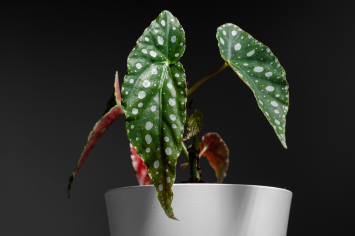 Begoniaasadeanjo: características, cómo plantar y mucho más