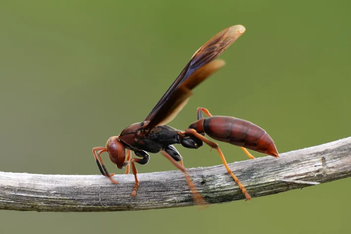 Jinis tawon: mendakan anu paling kasohor di Brazil