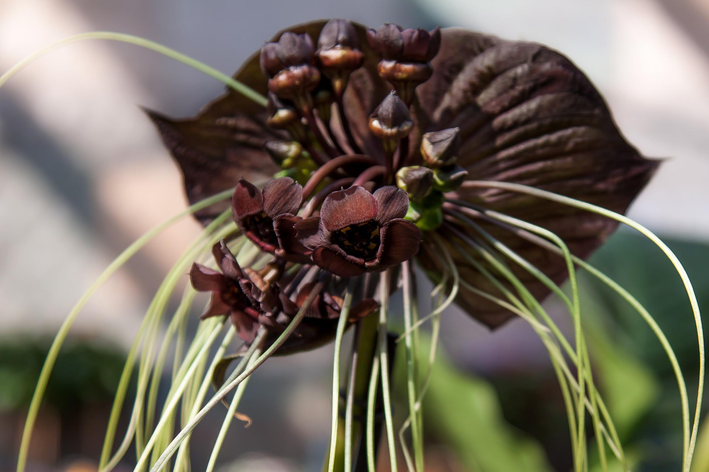 Черный цветок: знакомьтесь, 9 видов, которые нужно иметь дома