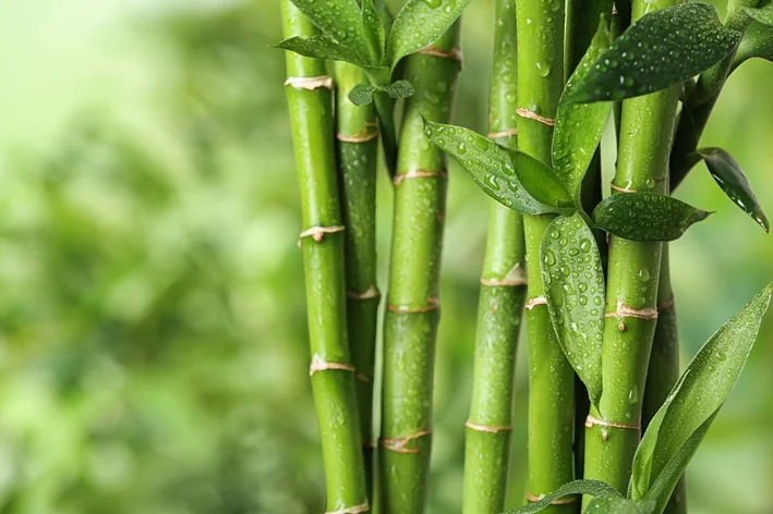 Bambù: conoscere i tipi e come coltivarli in casa
