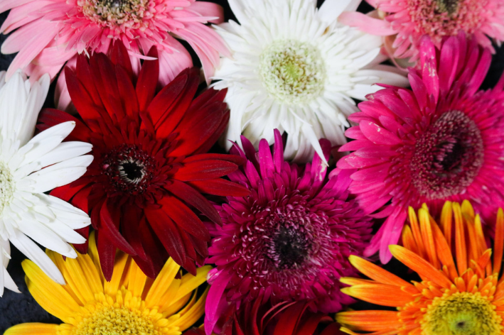 Gerbery: farebné kvety pre vašu záhradu