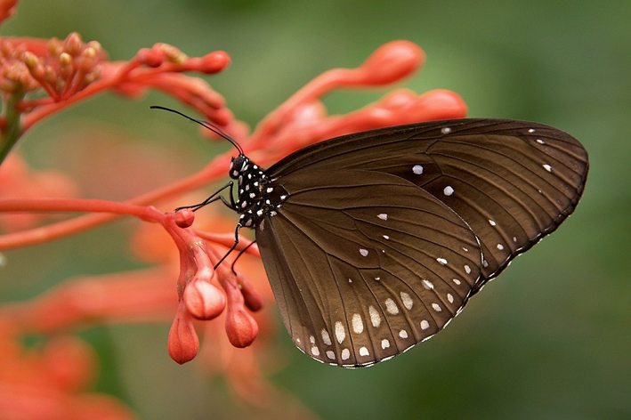 Biết con bướm là động vật có xương sống hay không xương sống