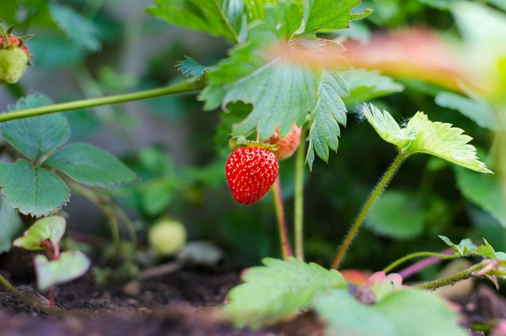 Entdecken Sie, wie einfach es ist, Erdbeeren in einem Topf anzubauen
