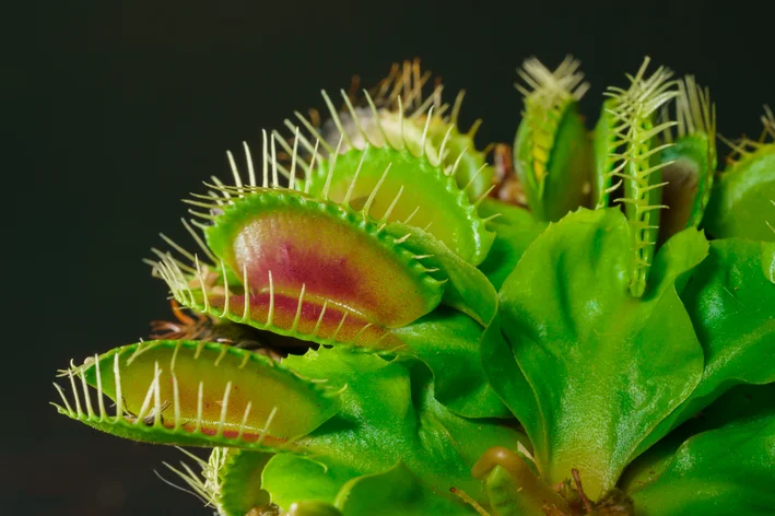 금성 파리지옥: 이 아름다운 식충 식물에 대한 모든 것을 알아보세요